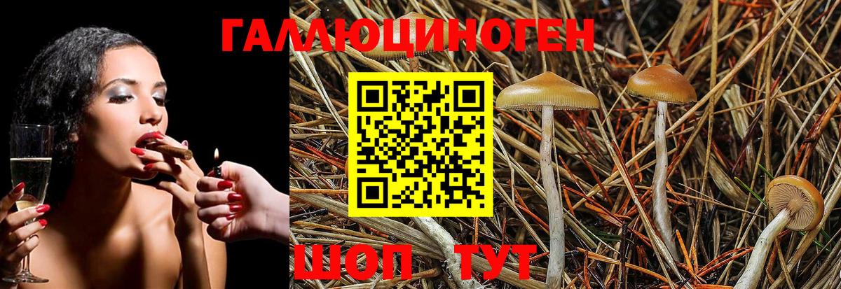 Галлюциногенные грибы Psilocybe Зеленокумск